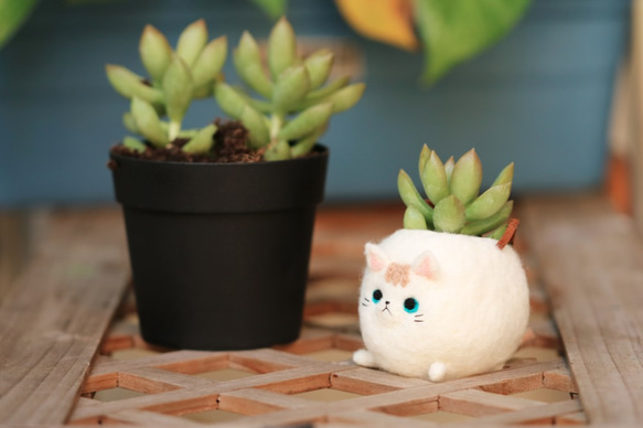 圓滾滾 白貓 收納球/小盆栽 第5張的照片