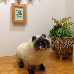 羊毛フェルト 猫 ヒマラヤン 2枚目の画像