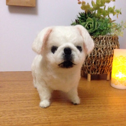 羊毛フェルト 犬 ペキニーズ 羊毛フェルト apricot 通販 2719995