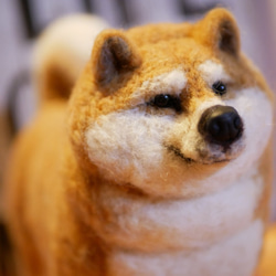 羊毛フェルト 柴犬 おデブちゃん 羊毛フェルト apricot 通販 4482731