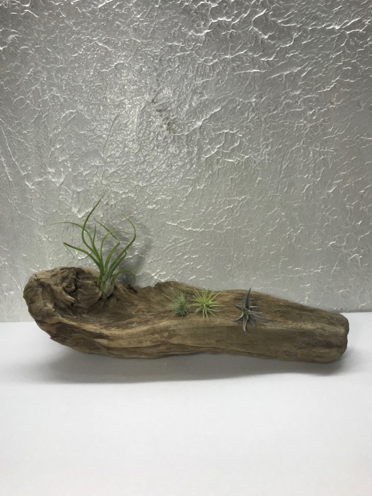 送料無料】流木 塊流木 インテリア 爬虫類 DIY エアプランツ台座 ka250