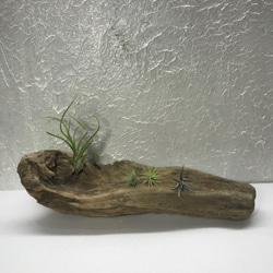 流木 インテリア 送料無料】流木 塊流木 インテリア 爬虫類 DIY エアプランツ台座 ka250