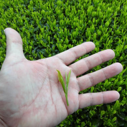 TeaBag深煎りほうじ茶【焙煎ほうじ茶　太陽】まろやかな甘味のほっこりほうじ茶！お試し（Sサイズ）３ｇ×１０コ入り 5枚目の画像