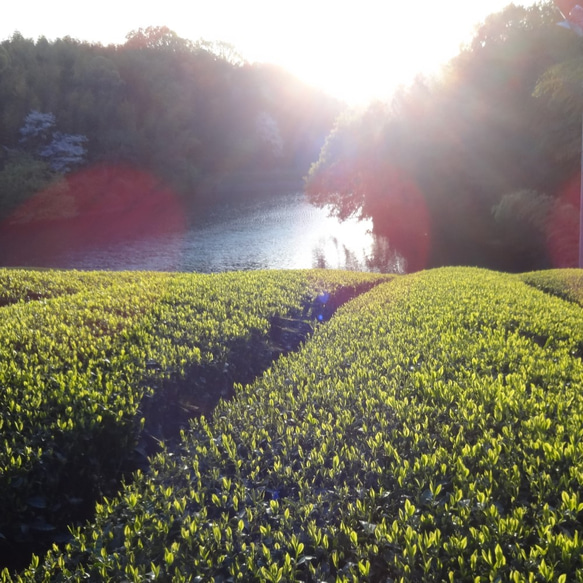 TeaBag深煎りほうじ茶【焙煎ほうじ茶　太陽】まろやかな甘味のほっこりほうじ茶！お試し（Sサイズ）３ｇ×１０コ入り 6枚目の画像