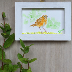 水彩画日本の鳥シリーズ　アカハラ 1枚目の画像