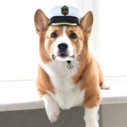 【ZAZAZOO】寵物皇家軍禮帽 /機長帽 /海軍帽 (白色) 第1張的照片