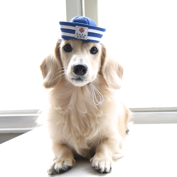 【ZAZAZOO】寵物經典海軍帽/水手帽 --貓狗皆宜 第1張的照片