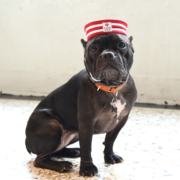 【ZAZAZOO】寵物經典海軍帽/水手帽 --貓狗皆宜 第4張的照片