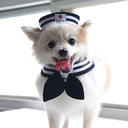 【ZAZAZOO】寵物經典海軍帽/水手帽 --貓狗皆宜 第6張的照片