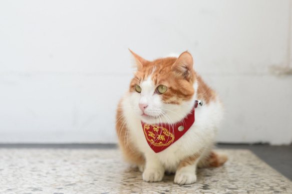 【ZAZAZOO】寵物刺繡領巾--金孫--貓 第4張的照片