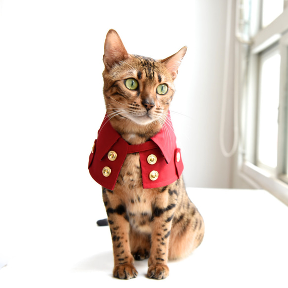 劍橋公爵雙排扣寵物風衣--貓 第1張的照片