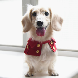 劍橋公爵雙排扣寵物風衣--狗 第5張的照片