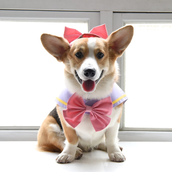 犬服　デイジー☆様　ハンドメイド 楽天市場】デイジー（ドッグウェア｜犬用品）：ペット・ペットグッズの通販 犬服・アクセサリー