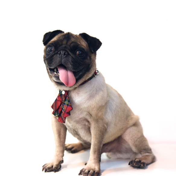【ZAZAZOO】狗狗項圈＋聖誕領結套組--經典紅 第1張的照片