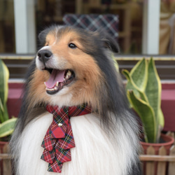 【ZAZAZOO】狗狗項圈＋聖誕領結套組--經典紅 第5張的照片