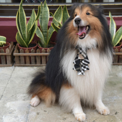 【ZAZAZOO】狗狗項圈＋聖誕領結套組--貴族黑 第3張的照片