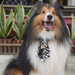 【ZAZAZOO】狗狗項圈＋聖誕領結套組--貴族黑 第6張的照片