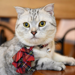 【ZAZAZOO】猫の首輪＋クリスマスの蝶ネクタイ 8枚目の画像