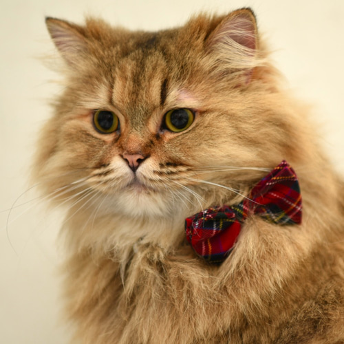 ふーか】②ミニサイズ！ペリドットの蝶ネクタイねこちゃん形オルゴ☆他