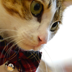 【ZAZAZOO】 貓咪項圈+蝴蝶結套組 第7張的照片