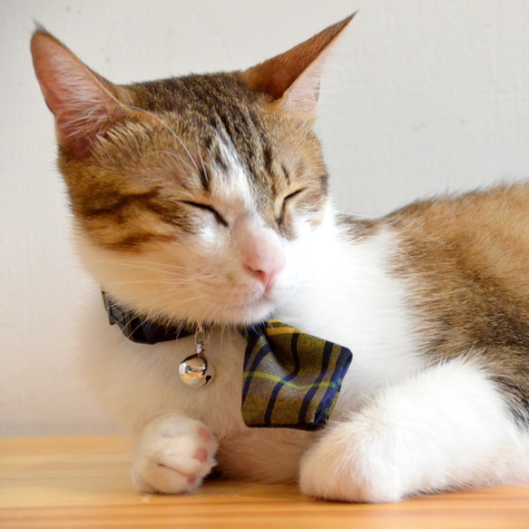 【ZAZAZOO】 貓咪項圈+領帶套組 第1張的照片