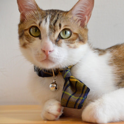 【ZAZAZOO】 貓咪項圈+領帶套組 第2張的照片