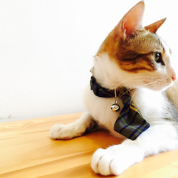 【ZAZAZOO】 貓咪項圈+領帶套組 第3張的照片