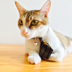 【ZAZAZOO】 貓咪項圈+領帶套組 第4張的照片