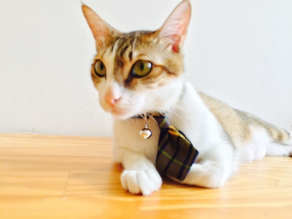 【ZAZAZOO】 貓咪項圈+領帶套組 第4張的照片