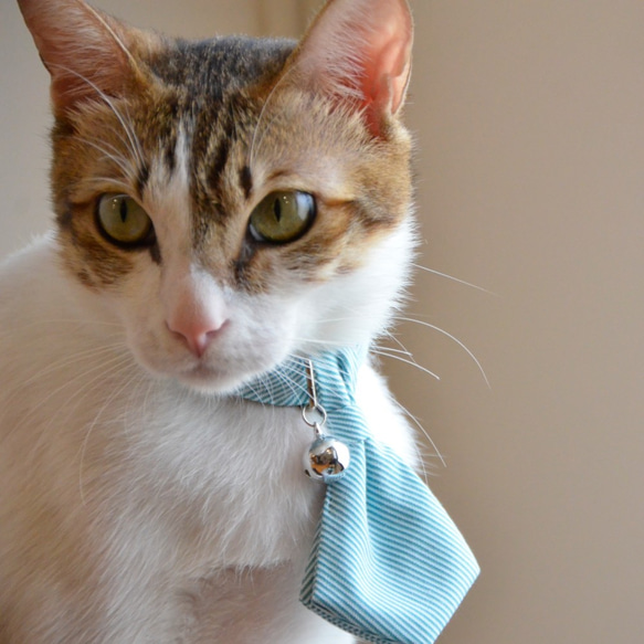 【ZAZAZOO】 貓咪項圈+領帶套組 第5張的照片