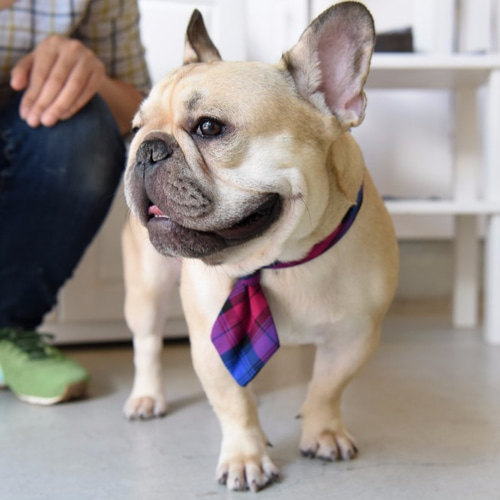 ZAZAZOO | Mコードドッグカラーセット - エレガントバイオレット