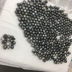 大粒13mmUP 黒蝶真珠 バロック K18YGフックピアス|パール/春/卒業式/入学式/結婚式 4枚目の画像