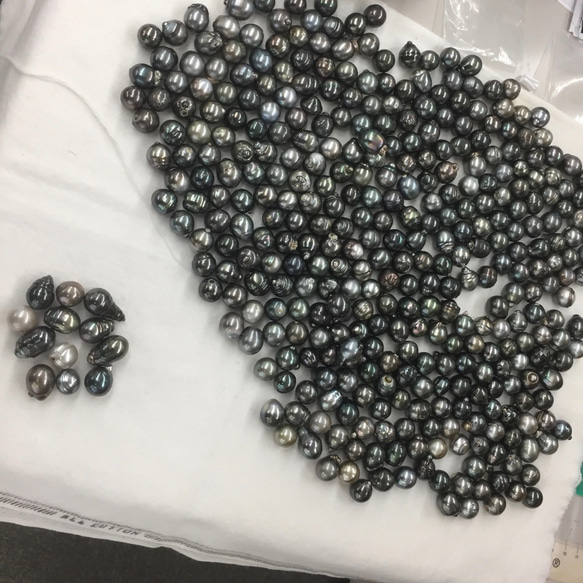 大粒13mmUP 黒蝶真珠 バロック K18YGフックピアス|パール/春/卒業式/入学式/結婚式 4枚目の画像