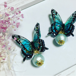 モルフォ蝶とコットンパールのピアス 2枚目の画像