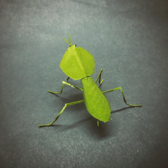 珍品！南米のマルムネカマキリ　標本 珍品！南米のマルムネカマキリ 標本 珍品！南米のマルムネカマキリ