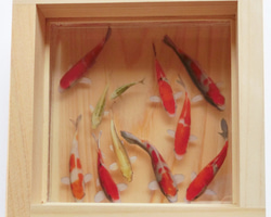 新作 めだか メダカ 「輝」 プレゼント ギフト 贈り物 還暦 結婚 金魚アート 新作 めだか メダカ 「輝」 プレゼント ギフト 贈り物 還暦 結婚