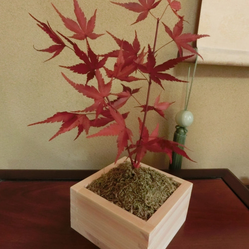タイムセール 金魚アート 紅葉 もみじ 置物 プリザーブドフラワー グリーン もみじ 盆栽 紅葉 グリーン 緑 プリザーブドフラワーモミジ