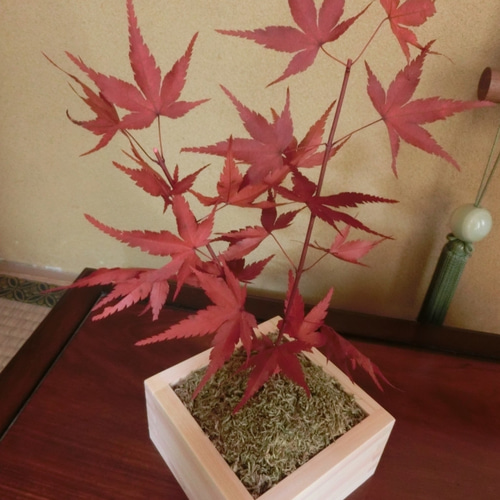 タイムセール 金魚アート 紅葉 もみじ 置物 プリザーブドフラワー グリーン kinn_momijihuku