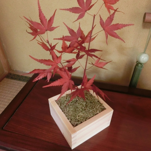 金魚アート 咲 紅葉 もみじ 置物 インテリア プリザーブドフラワー グリーン 樹脂金魚 3D金魚 アート 「咲/もみじ」 岐阜県 東濃ひのき 純