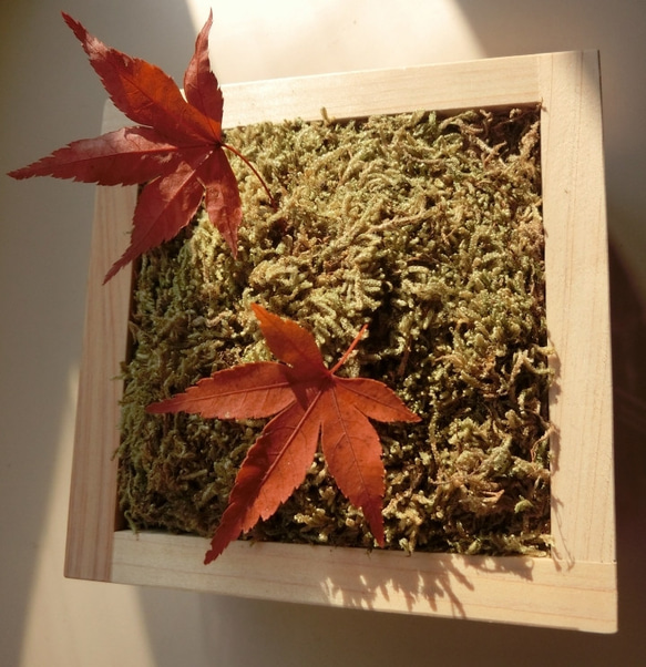 苔×紅葉 プリザーブドフラワー もみじ モミジ　苔 モス コケ 還暦 誕生日 結婚 プレゼント 5枚目の画像