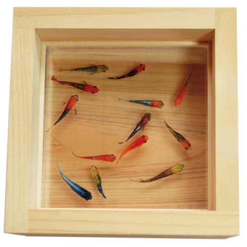 新作 めだか メダカ 「輝」 プレゼント ギフト 贈り物 還暦 結婚 金魚アート めだか メダカ アート ひのき ヒノキ 桧 金魚 ギフト 還暦 誕生