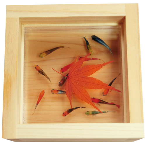 めだか メダカ アート 紅葉 プリザーブドフラワー 金魚 桧 木製