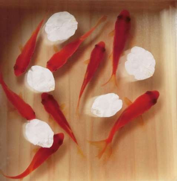 アクリルアート 金魚 桜 プリザーブドフラワー さくら