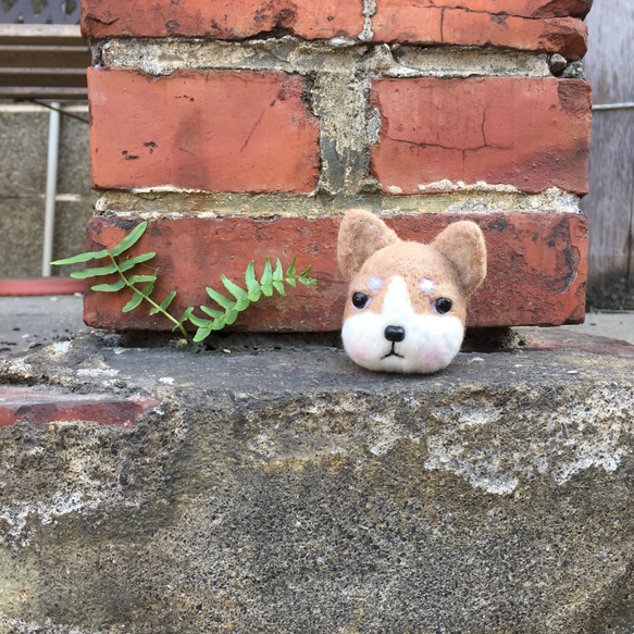 法鬥 鬥牛犬 證件夾 羊樂多羊毛氈樂園 第1張的照片