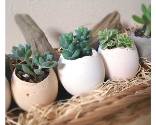 多肉植物 ミニ桃太郎♡ 抜き苗！ １号プラ鉢付き！ 多肉植物 ミニ桃太郎♡ 抜き苗！ 1号プラ鉢付き！ 2025年最新】多肉