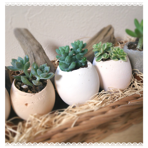 □多肉植物にぴったり♪ たまからちゃん【たまご型植木鉢】1013