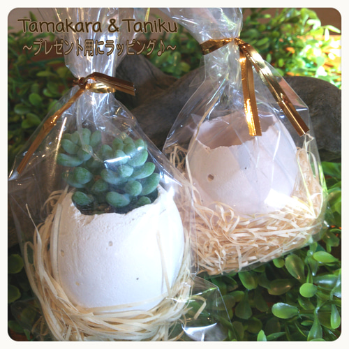 □多肉植物にぴったり♪ たまからちゃん【たまご型植木鉢】1013 □多肉植物にぴったり♪ たまからちゃん【たまご型植木鉢】1013