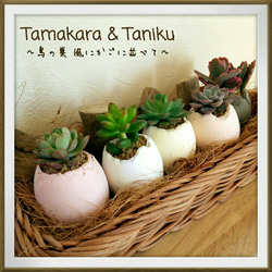 □多肉植物にぴったり♪ たまからちゃん【たまご型植木鉢】1013 □多肉植物にぴったり♪ たまからちゃん【たまご型植木鉢】1013