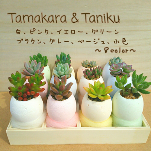 □多肉植物にぴったり♪ たまからちゃん【エッグプランター
