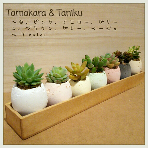 □多肉植物にぴったり♪ たまからちゃん【エッグプランター
